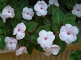 Impatiens pink dark eye